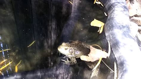 Bullfrog Feeding 4 Youtube