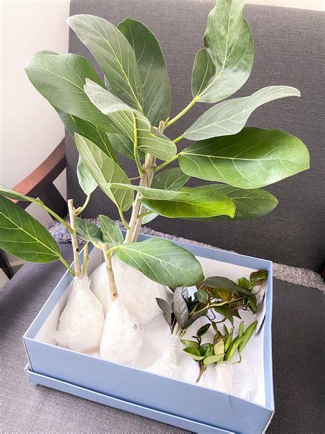 [TRADE ] 5 stars to /u/saphiresgirl for the box of awesome plants