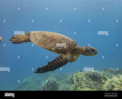 Hawaiian Green Sea Turtle Chelonia Mydashonu Side View Stock Photo