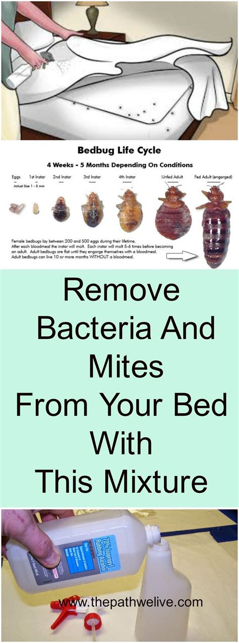 Remove Bacteria And Mites From Your Bed With This Mixture Bed Bug
