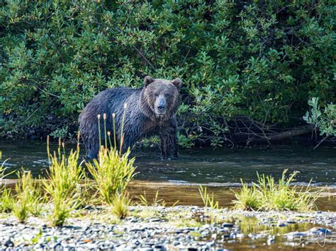 Bear Watching On Kodiak Island An Amazing Boomer Travel Adventure 2023