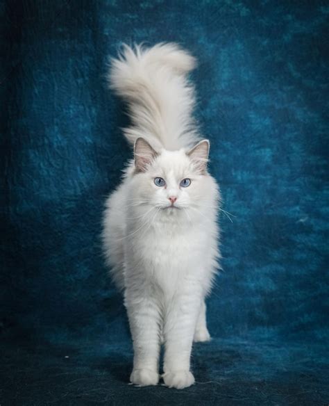 Ragdoll Cat Breed Information And Pictures