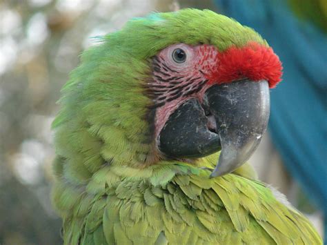 Great Green Macaw Ara Ambiguus Zoochat