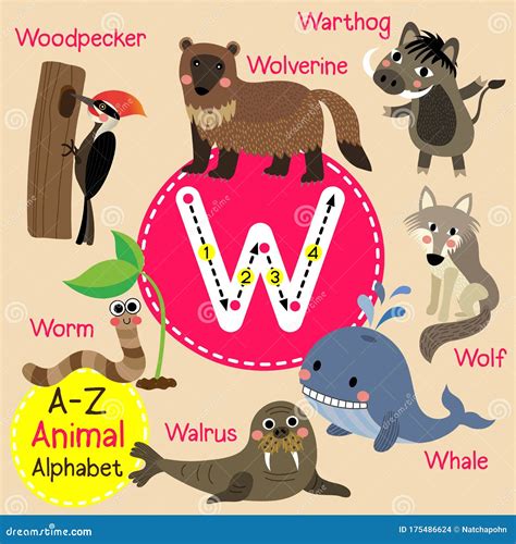 Letter W Tracing Walrus Warthog Whale Wolf Wolverine Worm