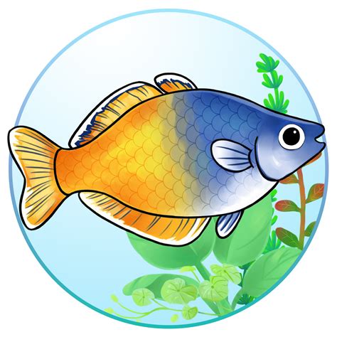 Boesemans Rainbowfish Characteristics Habitat