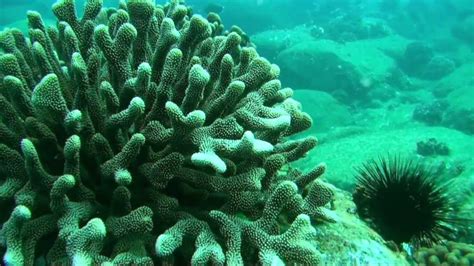 Hawaiis Coral Reefs Crisis Of Complacency Youtube