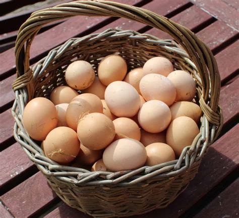 How Long Do Fresh Laid Eggs Last Cooped Up Life
