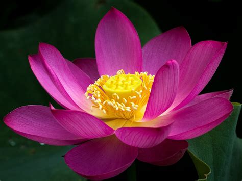 Pink Lotus Flower Close Up Green Leaves 2560x1600
