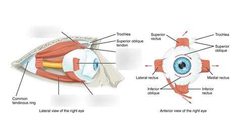 Bla Extraocular Muscles Diagram Quizlet