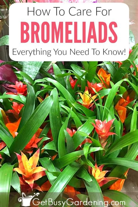 Bromeliad Plant Care Everything You Need To Know