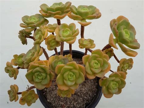 Aeonium Lily Pad World Of Succulents Succulents Cacti And