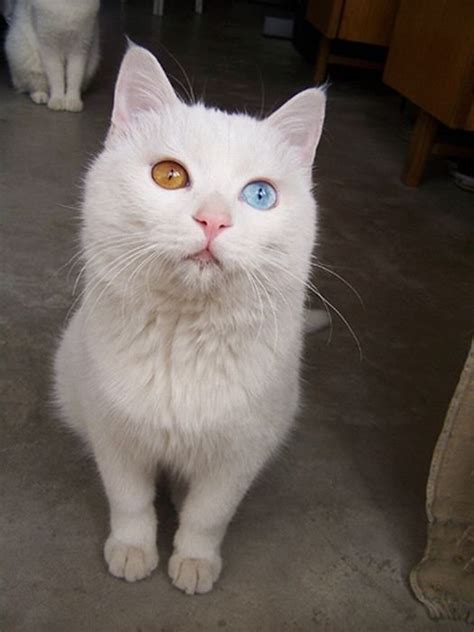 Cool Animals Pictures White Cat With Two Different Color Eyes Photos
