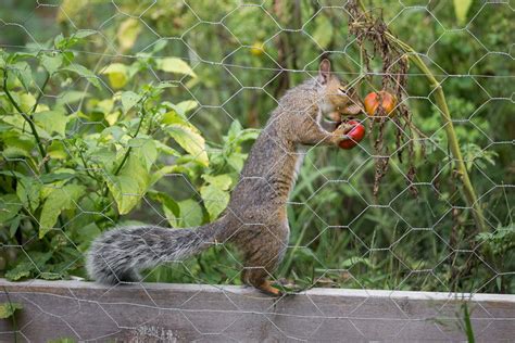 Squirrels are very resourceful animals that find interesting ways to solve problems of getting to food. 6 ways to keep squirrels from eating your tomatoes ...