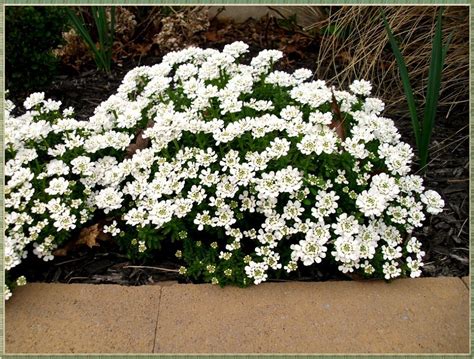 Maybe you would like to learn more about one of these? Candytuft: An Easy Year-Round Garden Beauty | Plant Me ...