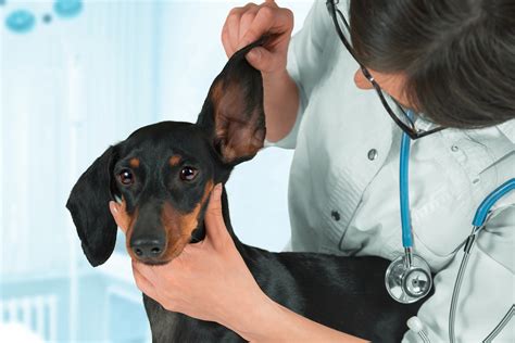 Ear Hematoma In Dogs Symptoms Causes Diagnosis Treatment Recovery