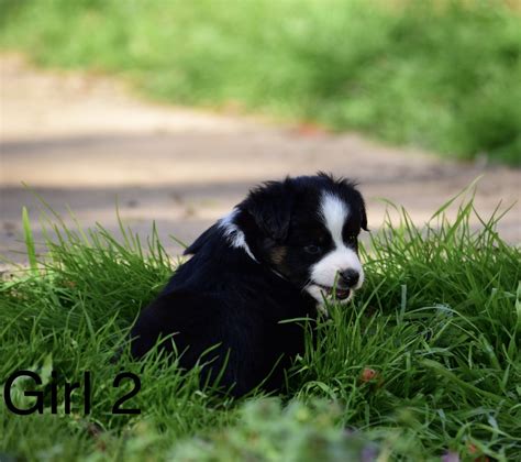 Get yours through lancaster puppies. Miniature Australian Shepherd Puppies For Sale | Kemp, TX ...