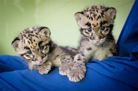 Home Point Defiance Zoo And Aquarium Clouded Leopard Baby Snow