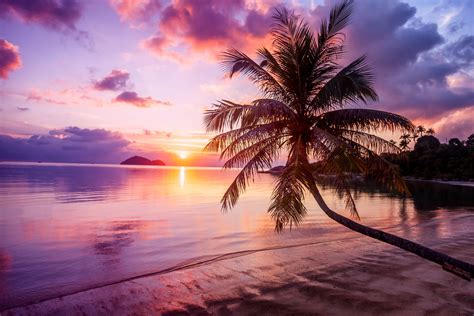Wall Mural Beach Sunset Palm Tree Shades Of Purple Orange And Blue My Xxx Hot Girl
