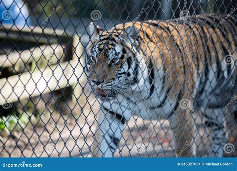 A Tiger In Captivity Stock Image Image Of Tiger Danger 245327091