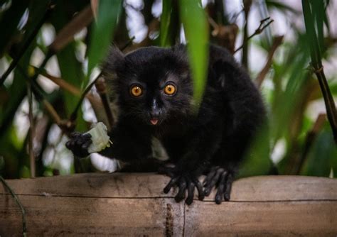 Zoo Celebrates Birth Of Six Rare Baby Lemurs York Press