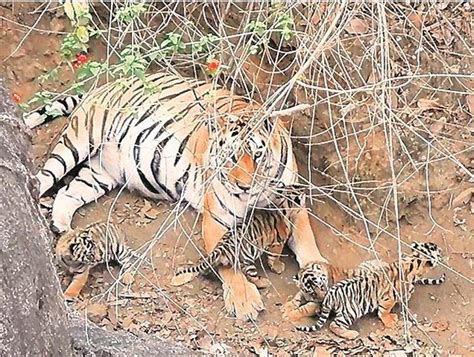 Super Mom With Newborns Mp Tigress Sets Record Of Delivering