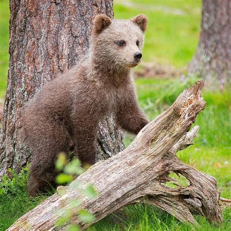 Smiling Baby Bear In Finland Cute Animals Animals Bear