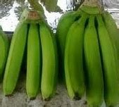 Pembayaran mudah, pengiriman cepat & bisa cicil 0%. Anim Agriculture Technology: Growing Banana in Malaysia
