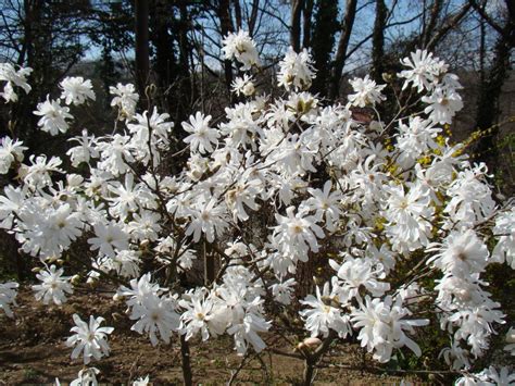 What Are The Best Flowering Trees For A Small Yard Unh