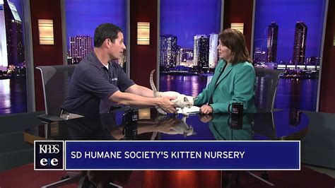 Saving Lives At San Diego Humane Societys 24 Hour Kitten