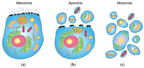 Apocrine Vs Eccrine Sweat Gland