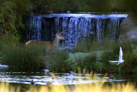 Deer At A Waterfall Waterfall Outdoor Water