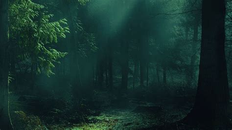 Download Wallpaper 2560x1440 Forest Fog Trees Shadows Light