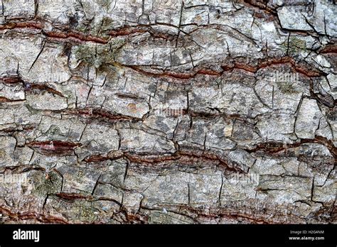 Beautiful Textures Tree Bark Photographed In Close Up Stock Photo Alamy