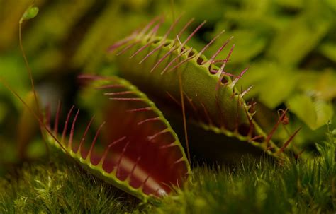 Curiosidades De Las Plantas Carnívoras Serlico