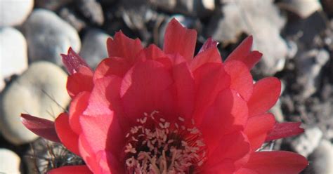Rock Oak Deer Cactus Flower Beauty