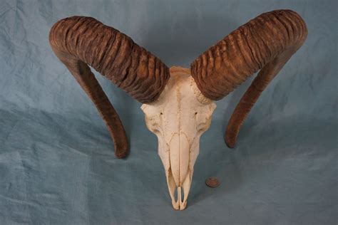 Big Mouflon Mountain Sheep Ram Skull With Very Strong Horns Etsy
