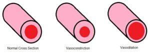 Vasoconstriction And Vasodilation Fissi