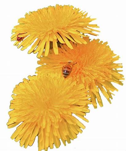 Dandelion Flower Aesthetic Transparent Yellow Flowers Purepng