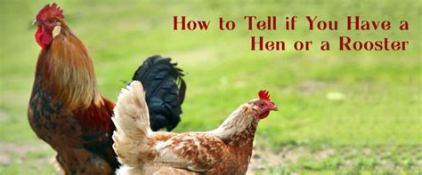 How To Tell If You Have A Hen Or A Rooster Small Pet Select