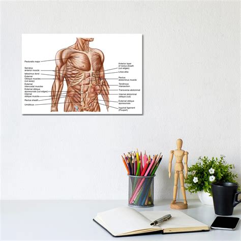 East Urban Home Anatomy Of Human Abdominal Muscles By Stocktrek Images