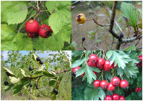 The hawthorn family of herbs is represented by a family of one hundred to two hundred related the hawthorn family serves as an important source of food for wildlife; Hawthorn: good for tea, jelly, and of course, leprechauns « All In