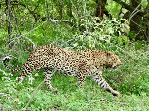 Leopard Panthera Pardus Male Maroela Loop S83 Road Flickr