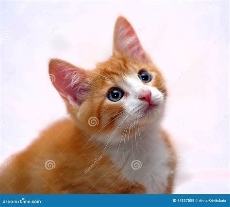 Cute Ginger Kitten With Blue Eyes Stock Photo Image Of Adorable Cute