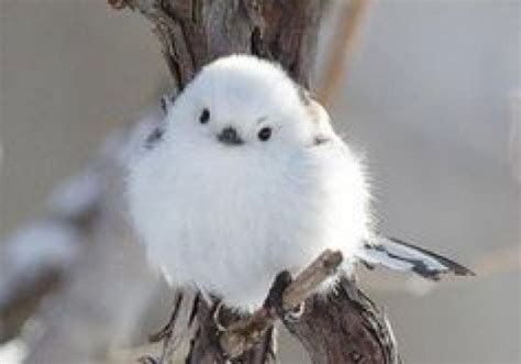 Top Ten Cutest Japanese Wild Animals Owlcation