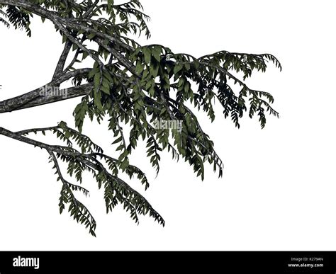 3d Rendering Of A Foreground Tree Branch Isolated On White Background
