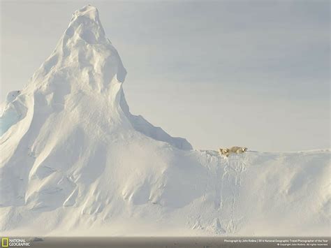 Animals National Geographic Polar Bears 1080p 2k 4k 5k Hd Wallpapers