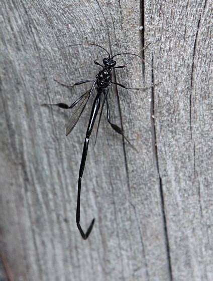 Long Tailed Black Flying Insect Pelecinus Polyturator