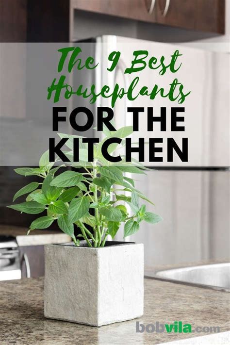 The 9 Best Houseplants For The Kitchen Kitchen Plants Houseplants