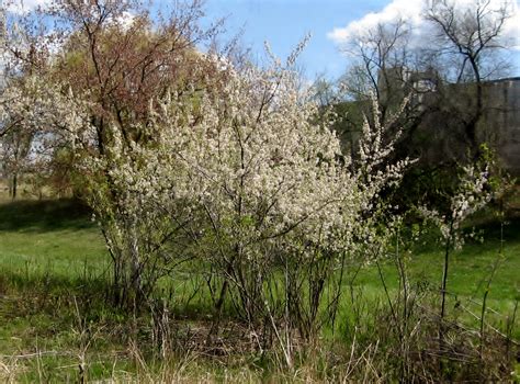 Wild Plum Tree Prunus Americana Accent On Natural Landscaping