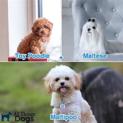 Maltese Poodle Mix The Ultimate Guide To The Mighty Maltipoo All